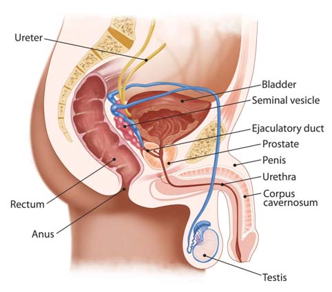 prostate stimulation