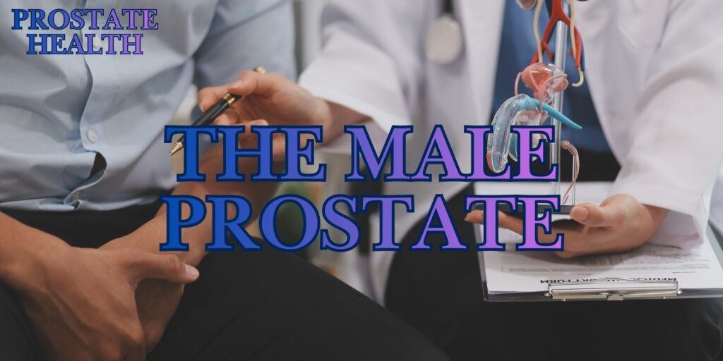 The Male Prostate: Everything You Need To Know About
